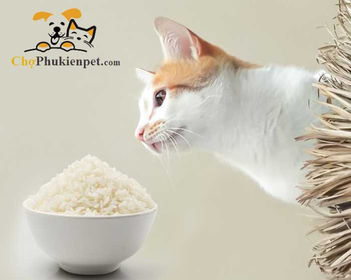mèo ăn cơm bị tiêu chảy