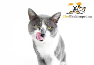 mèo bị chảy nước miếng