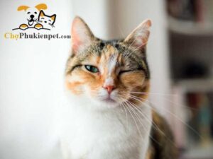 mèo bị đau mắt