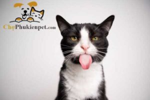 mèo bị động kinh