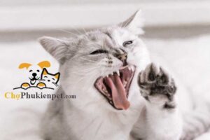 mèo bị gãy răng