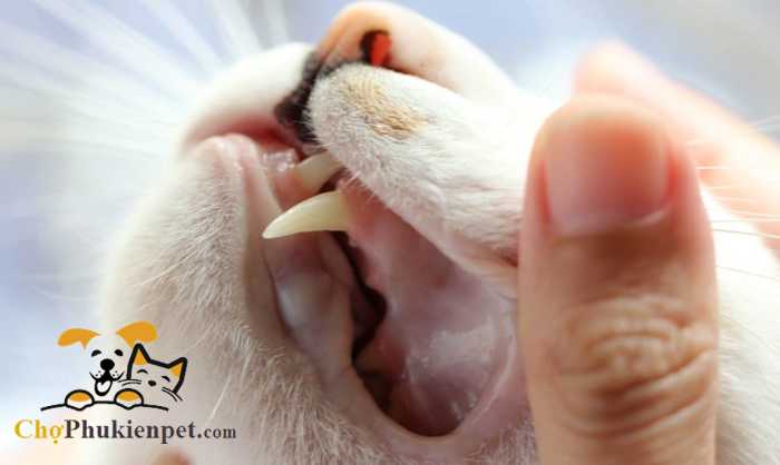 mèo bị gãy răng nanh có sao không