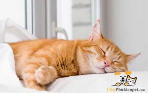 mèo bị giật giật