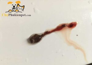 mèo bị sảy thai