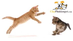 mèo bị tăng động