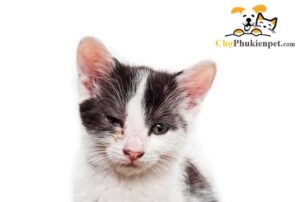 mèo con bị đau mắt