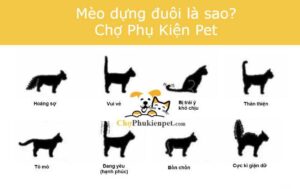 mèo dựng đuôi