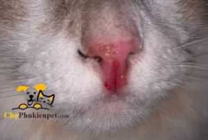 mèo hắt xì ra máu