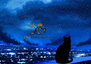 mèo kêu nhiều vào ban đêm