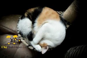 mèo nằm cuộn tròn
