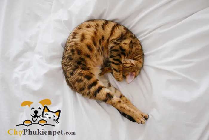 mèo nằm ngủ cuộn tròn