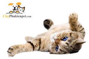 mèo nằm ngửa bụng