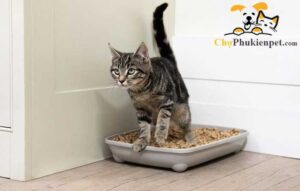 mèo nhịn đi vệ sinh