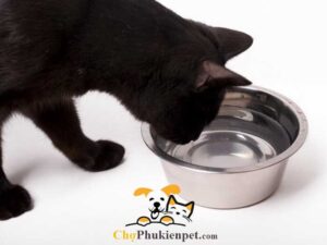 mèo uống nhiều nước