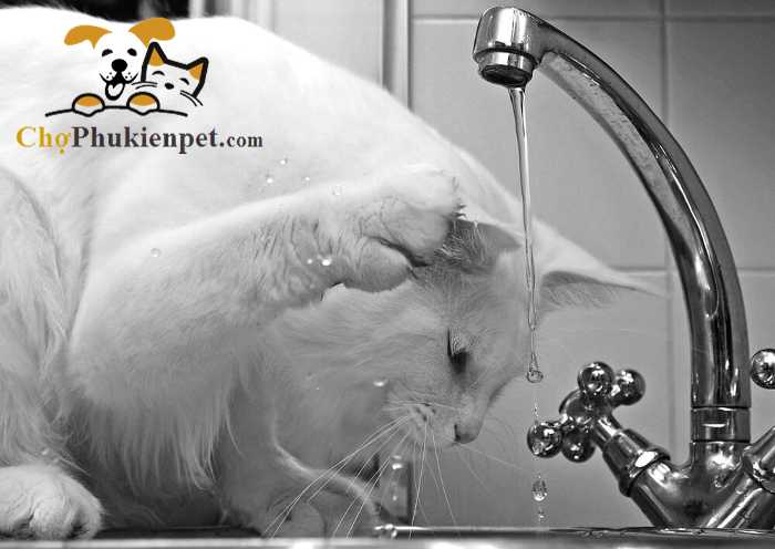 mèo uống nhiều nước có tốt không