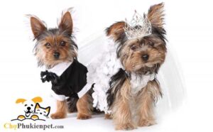 nên nuôi chó đực hay cái