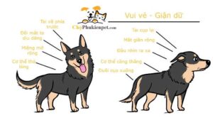 ngôn ngữ của chó