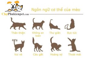 ngôn ngữ của mèo
