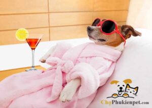 nuôi chó có tốt không