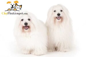 nuôi chó màu trắng có tốt không