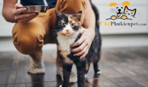 nuôi mèo có tốt không