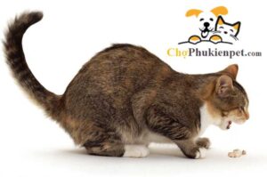 cách chữa mèo ăn phải bả