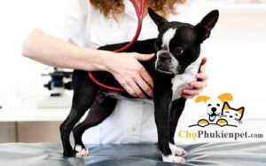 chó ăn phải thuốc chuột