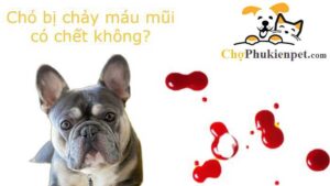 chó bị chảy máu mũi
