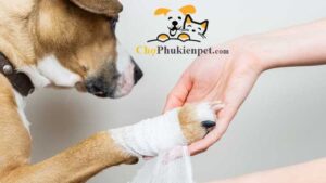 chó bị đau chân