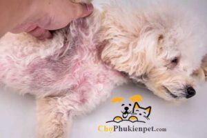 chó bị nổi mẩn đỏ