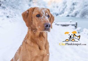 chó bị run người