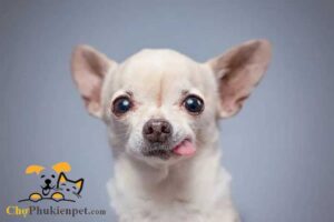 chó bị run và thở gấp