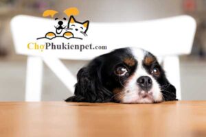 chó bị trầm cảm