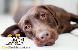 chó bị trúng gió