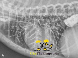 chó bị viêm phổi