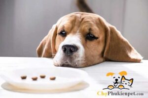 chó bỏ ăn chỉ uống nước