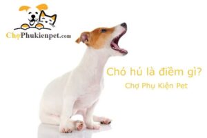 chó hú là điềm gì