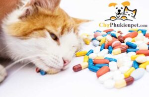cho mèo uống thuốc tẩy giun