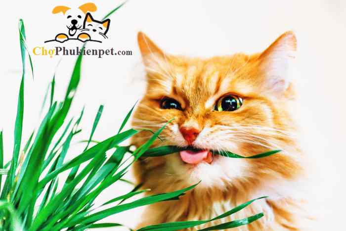 mèo ăn cỏ