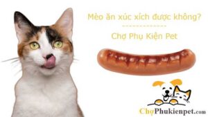 mèo ăn xúc xích được không