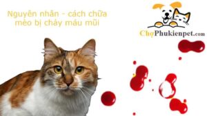 mèo bị chảy máu mũi