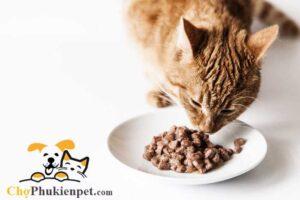 mèo bị rối loạn tiêu hóa