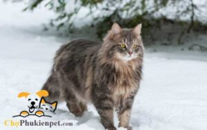 mèo bị run người