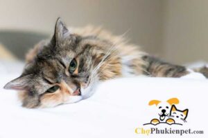 mèo bị trầm cảm