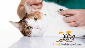 mèo bị viêm phổi