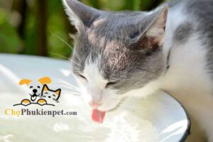 mèo bỏ ăn chỉ uống nước