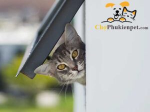mèo bỏ nhà đi