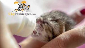 mèo con mới đẻ ăn gì