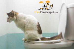 mèo đi tiểu nhiều lần