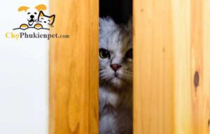 mèo đực bỏ nhà đi